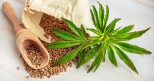 Cannabis Cloning for Culinary Creations