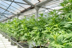 Clone Cuisine Nutrient Recipes for Thriving Plants