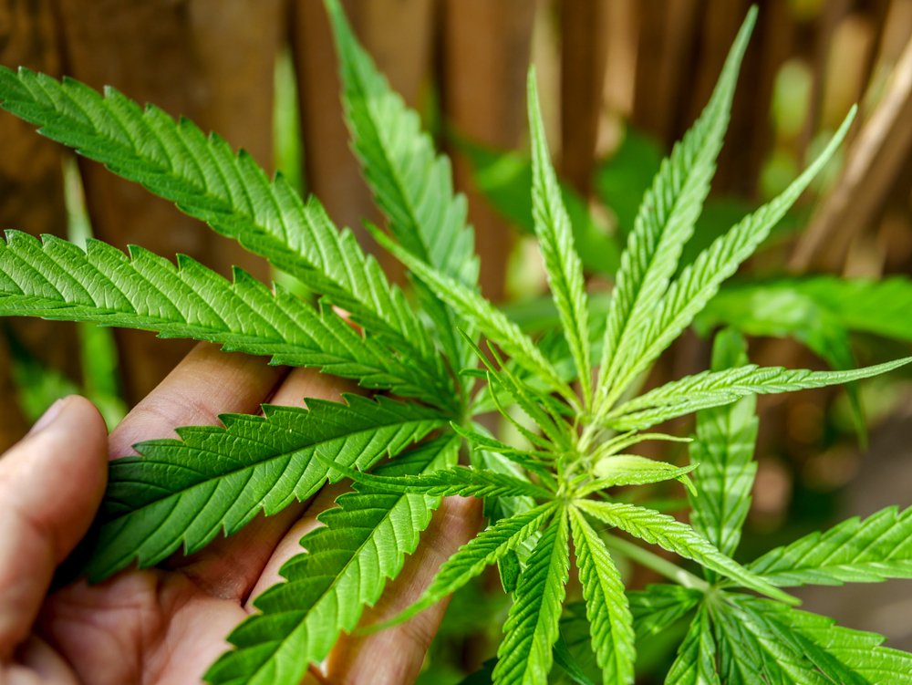 Clone Wars Debunking Myths about Cannabis Cloning