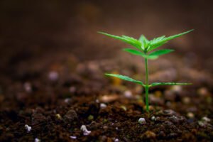 PTSD and Cannabis Clones Can They Ease Trauma