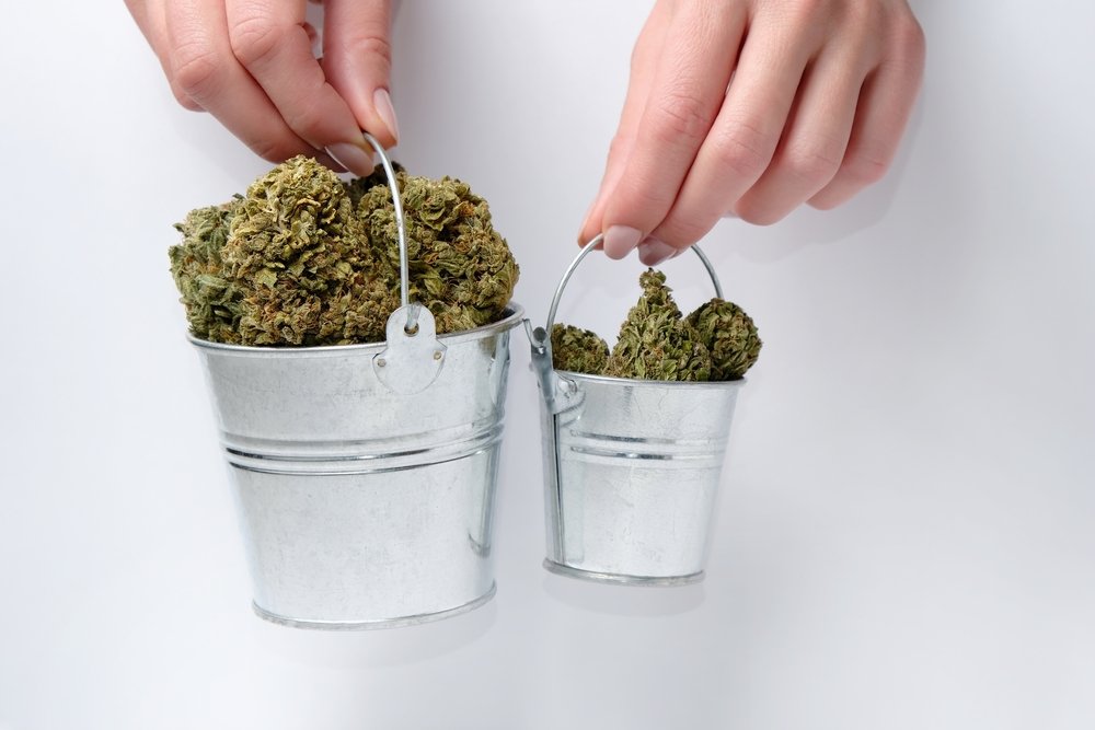 Plant Training: Increase your Cannabis Yield