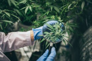 Quality Control Knowing What Goes into Your Cannabis