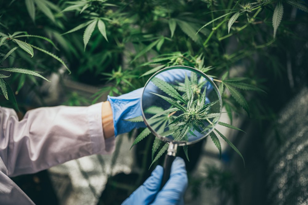 Quality Control: Knowing What Goes into Your Cannabis