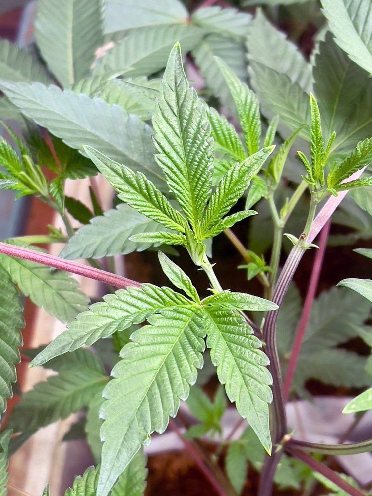 The Role of Cannabis Clones in Anxiety and Depression Treatment