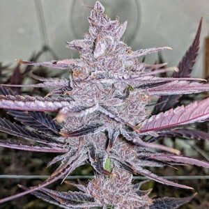 Black Cherry Punch Exploring the Unique Flavors of This Fruity Hybrid