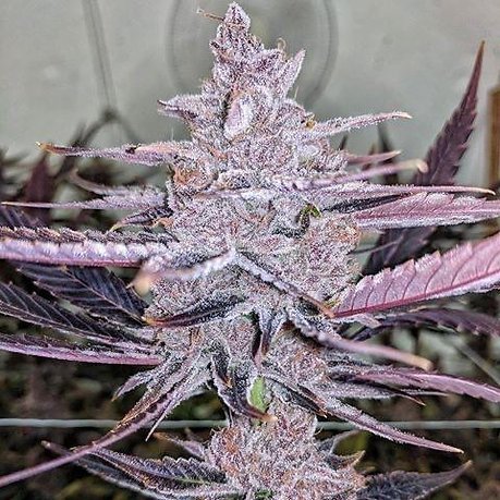 Black Cherry Punch: Exploring the Unique Flavors of This Fruity Hybrid