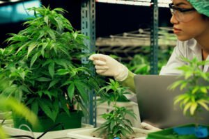 Can You Identify a Cannabis Strain by Its Appearance