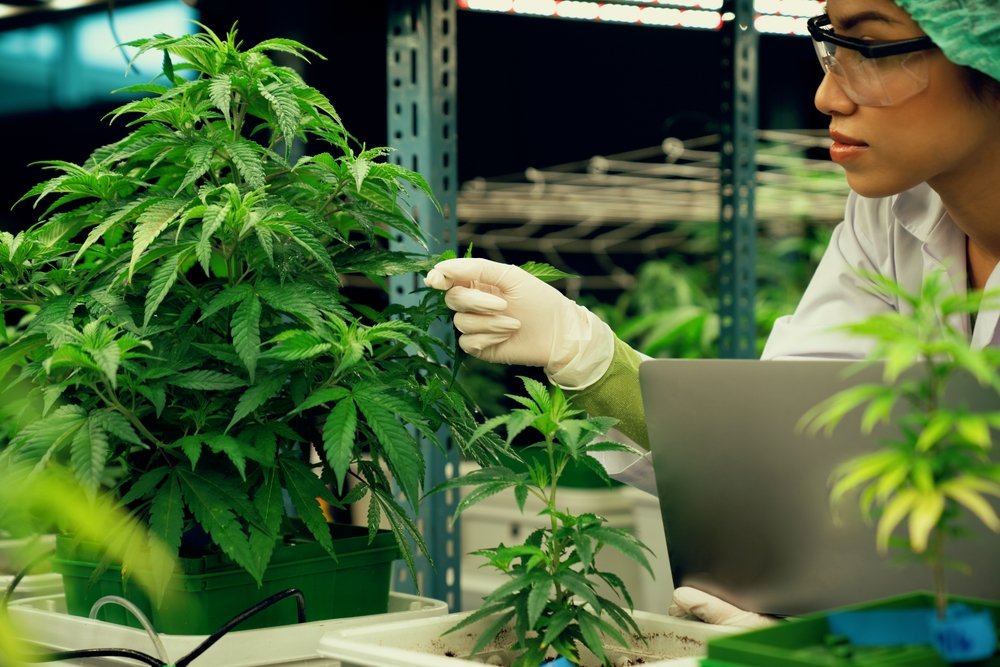 Can You Identify a Cannabis Strain by Its Appearance?