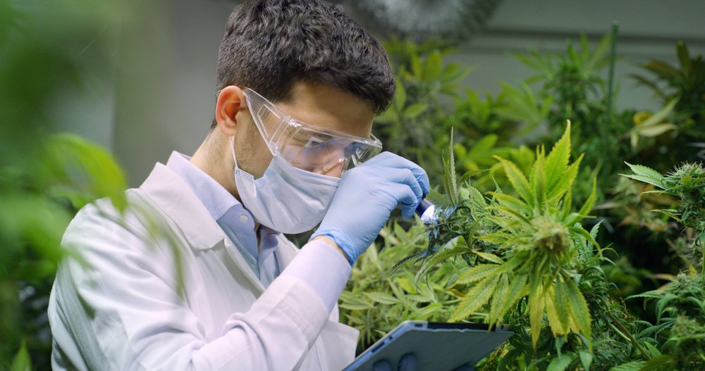 Celebrating Dr. Mechoulam: The Pioneer of Cannabis Research
