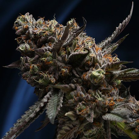 Creamz Weed Strain: Canada’s Smoothest and Creamiest Indica