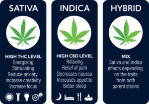 Discover the Most Delicious Cannabis Strains of 2023