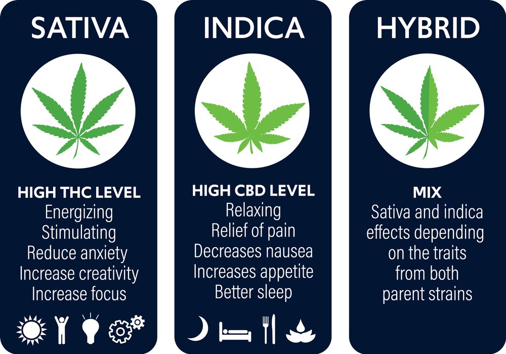 Discover the Most Delicious Cannabis Strains of 2023