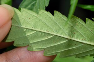 Eco-Friendly Pest Control A Comprehensive Guide