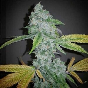 El Chapo OG The Untold Story of This Legendary Strain