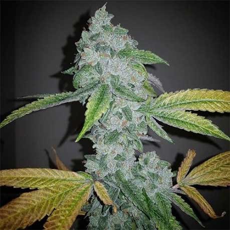 El Chapo OG: The Untold Story of This Legendary Strain