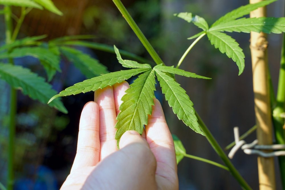 Embrace Plant Therapy: Joy of Cannabis Gardening