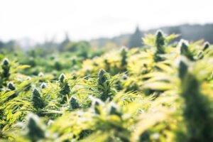 Essential Gardening Tools for Outdoor Cannabis