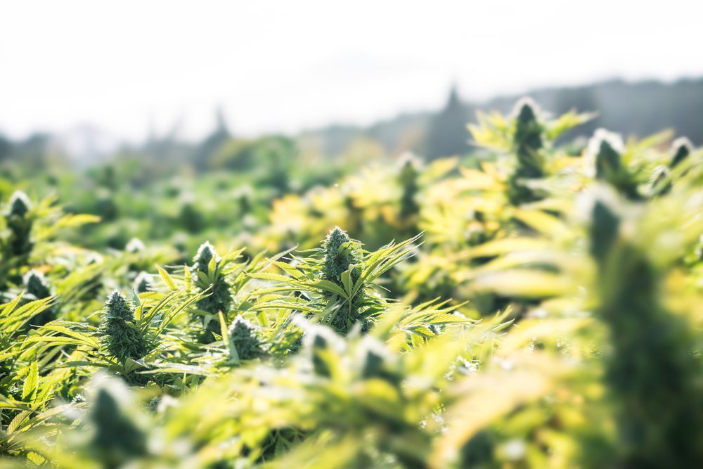 Essential Gardening Tools for Outdoor Cannabis