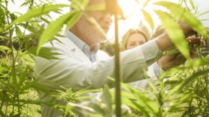 Exploring the World of Triploid and Tetraploid Cannabis