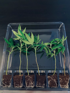 High Octane OG Fastest Acting Cannabis Strain