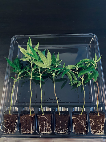 High Octane OG: Fastest Acting Cannabis Strain