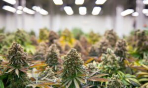 How to Dry, Cure and Store Cannabis Flowers
