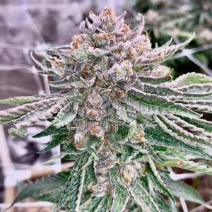 Island Pink Cannabis Feel Like You're on Vacation with This Tropical Strain
