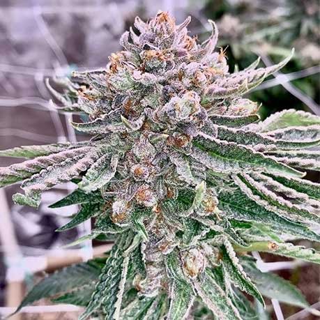 Island Pink Cannabis: Feel Like You’re on Vacation with This Tropical Strain