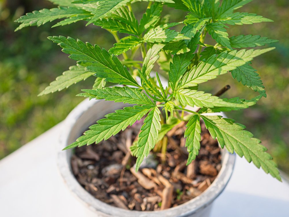 It’s Not Too Late: Planting Cannabis Outdoors