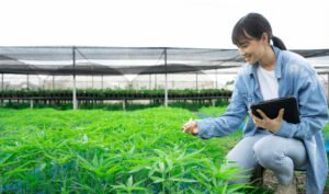 Keep Aphids Away with Basil The Perfect Partner for Cannabis