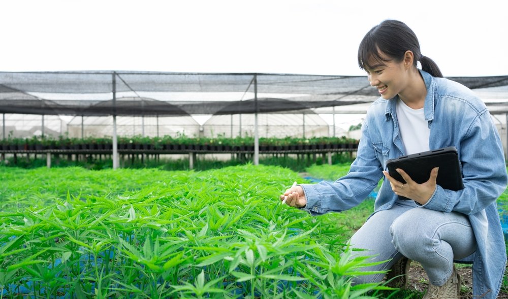 Keep Aphids Away with Basil: The Perfect Partner for Cannabis