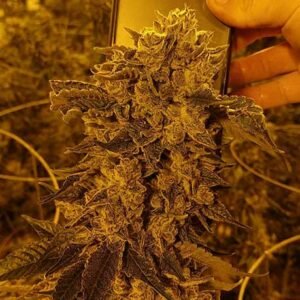 LA Runtz Weed Breaking Down This Iconic California Strain Grown in Canada