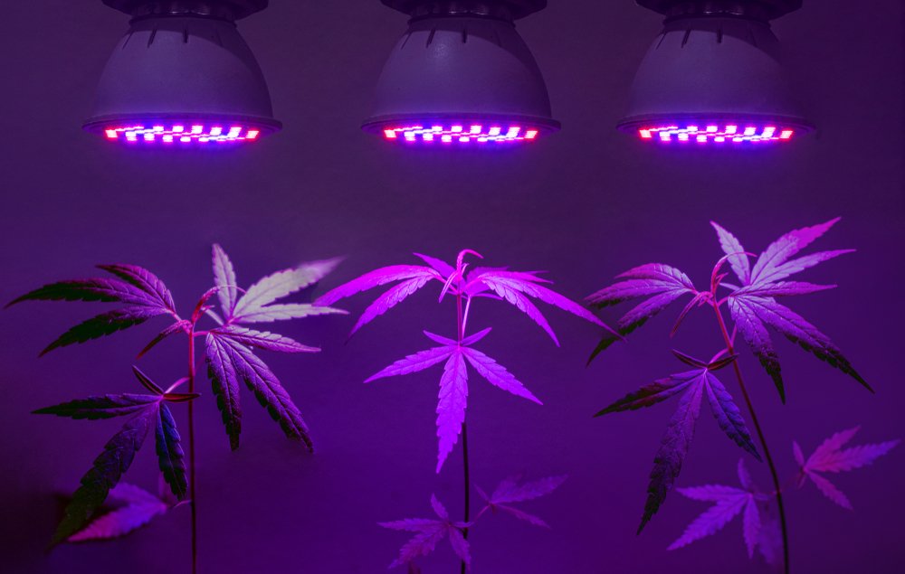 LEDs in Cannabis Cultivation: What You Need to Know