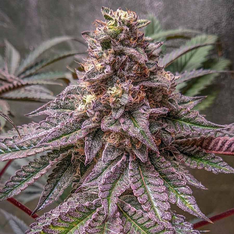 Lava Cake Cannabis: Melt Stress Away with Canada’s Most Relaxing Strain