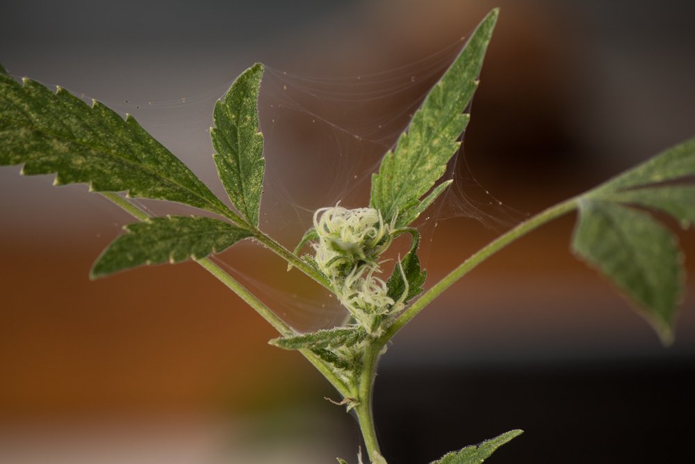 Managing Red Spider Mites in Cannabis: Tips and Treatments