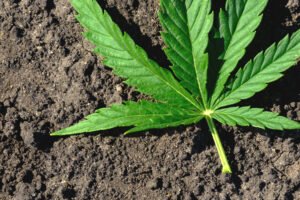 Organic Fertilizers VS Mineral Fertilizers – Which is Better