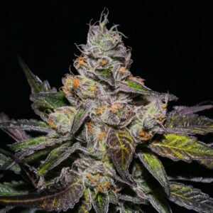 Peanut Butter Rockstar Most Peanut Butter Tasting Weed in Canada