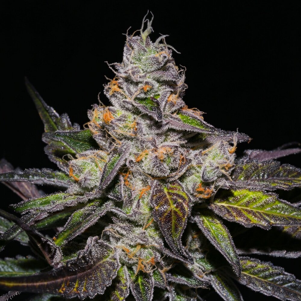 Peanut Butter Rockstar: Most Peanut Butter Tasting Weed in Canada
