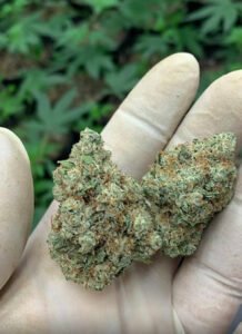 Pink Alien Kush Unique Looking and Galactically Potent Cannabis