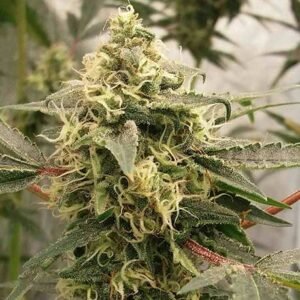 Pinkman's Goo Weed Stickiest Canadian Cannabis You'll Ever Smoke