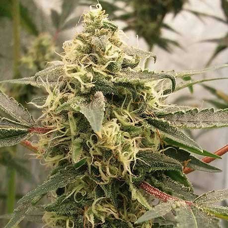 Pinkman’s Goo Weed: Stickiest Canadian Cannabis You’ll Ever Smoke
