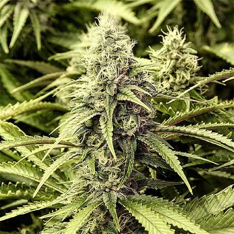 Rockstar Platinum: Canada’s Most Potent Cannabis Strain