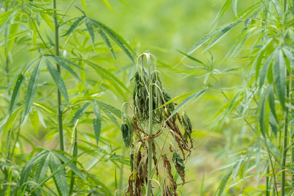 Tackling Fusarium in Cannabis: Prevention and Remedies