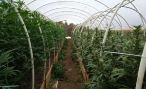 Top Tips for Growing Cannabis Outdoors
