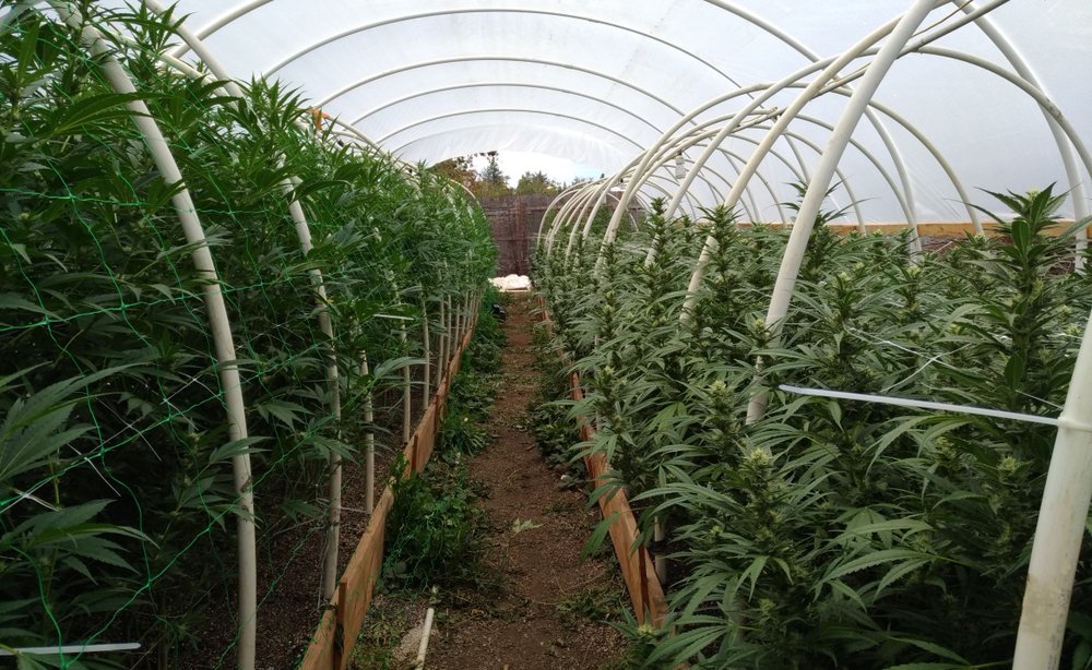 Top Tips for Growing Cannabis Outdoors