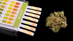 Understanding Water pH and EC for Cannabis Growth