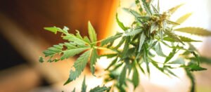 Using Phytofortifiers Protecting Cannabis from Insects and Fungi