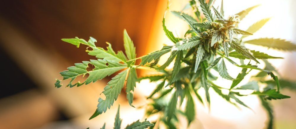 Using Phytofortifiers: Protecting Cannabis from Insects and Fungi