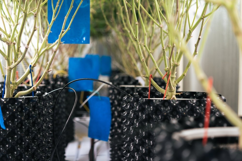 Using Smart Pots for Better Cannabis Yield and Quality