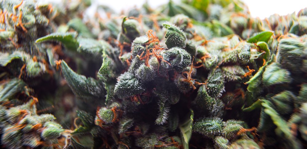 What are Fast Version Cannabis Strains?